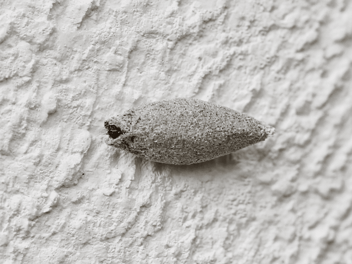 Close-up of a gray, seed-shaped plaster bagworm case on a stucco wall