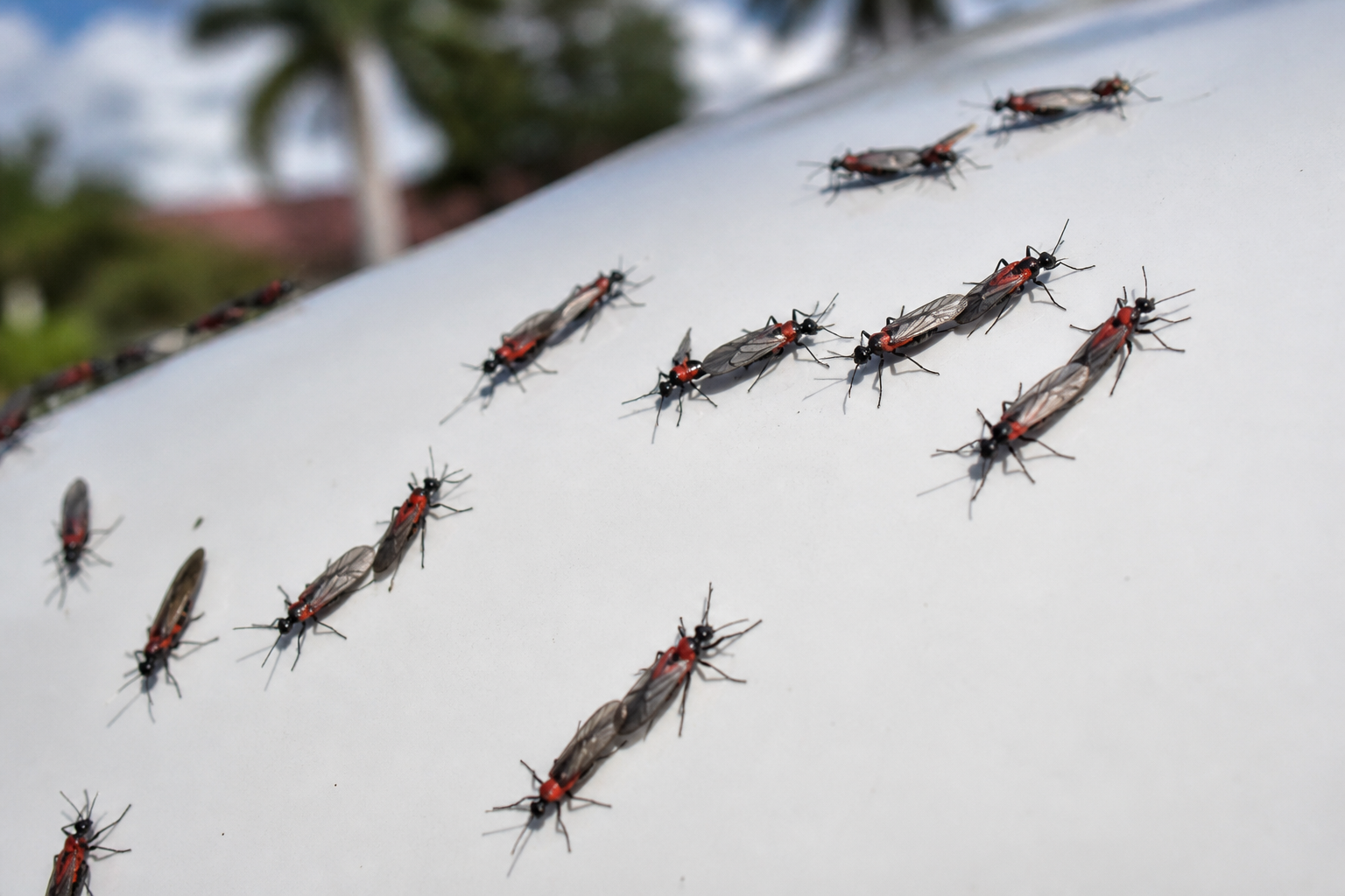 Lovebugs in Florida: What They Are and How to Repel Them